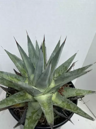 plant/Agave Pumila-0-thumbnail