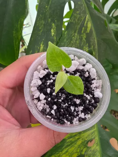 plant/Variegated anthurium dark phoenix Semi-rooted. Clone. Chonk grown. (Not tc) 1099-2-thumbnail