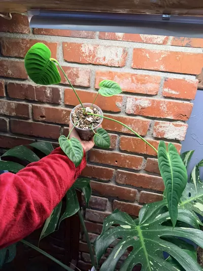 plant/Anthurium veitchii B-0-thumbnail