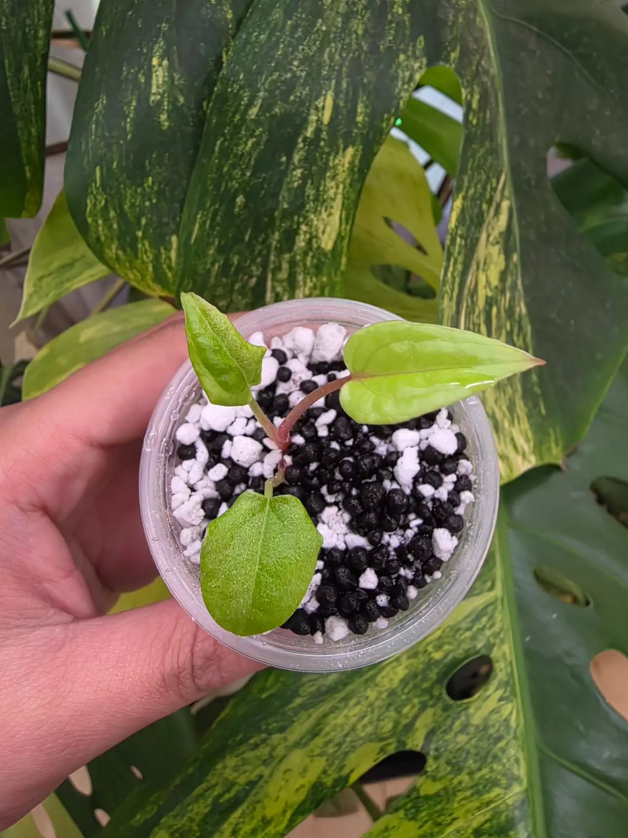 plant/Variegated anthurium dark phoenix Semi-rooted. Clone.chonk grown. (Not tc) 1105-1
