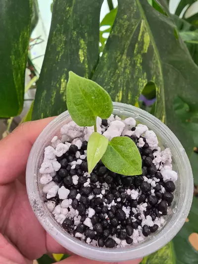 plant/Variegated anthurium dark phoenix Semi-rooted. Clone. Chonk grown. (Not tc) 1099-1-thumbnail