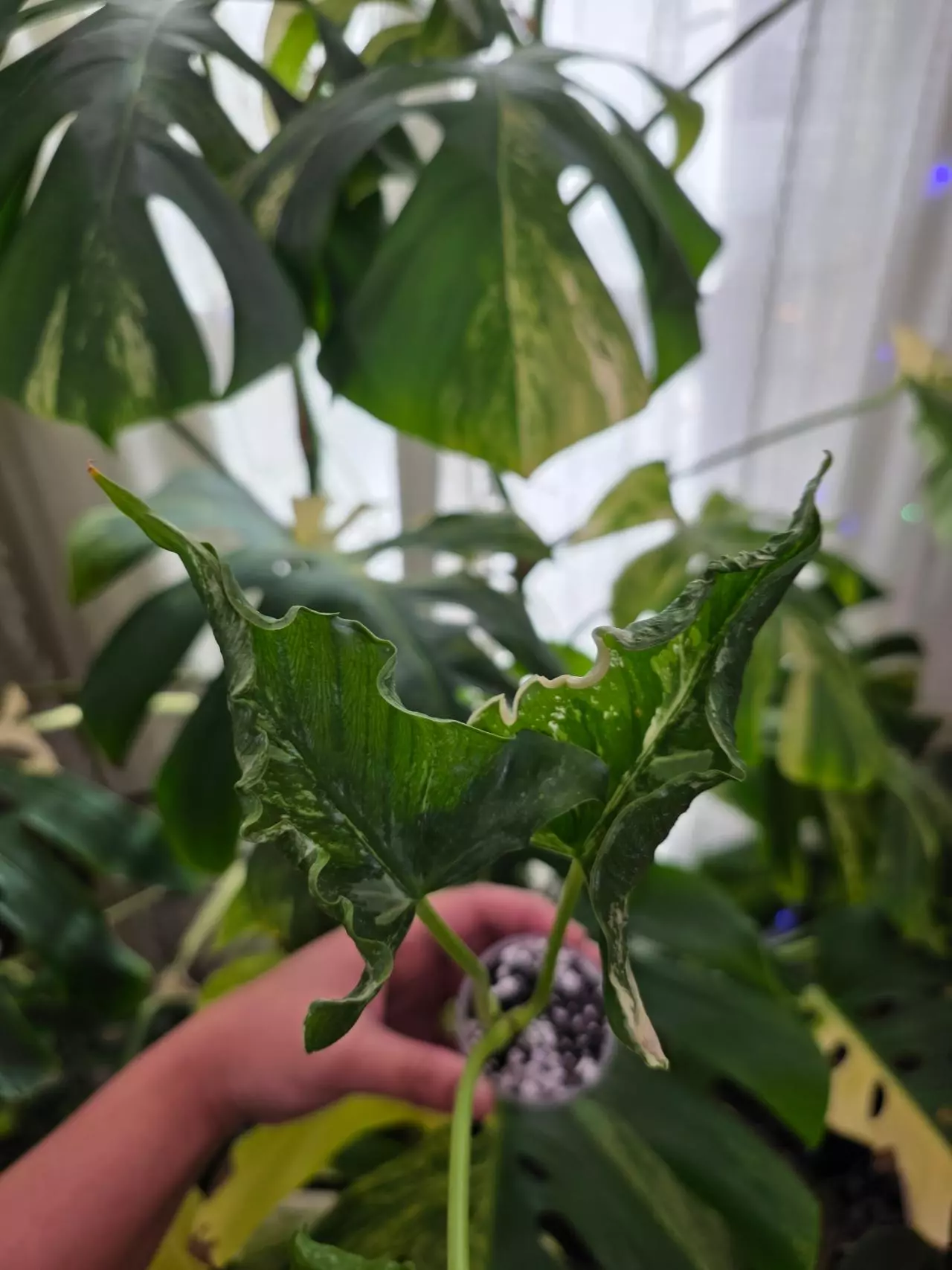 plant/Variegated alocasia albo cucullata crinkle . Chonk grown. (Not tc) 1088-1