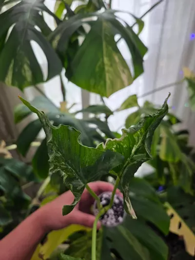 plant/Variegated alocasia albo cucullata crinkle . Chonk grown. (Not tc) 1088-1-thumbnail