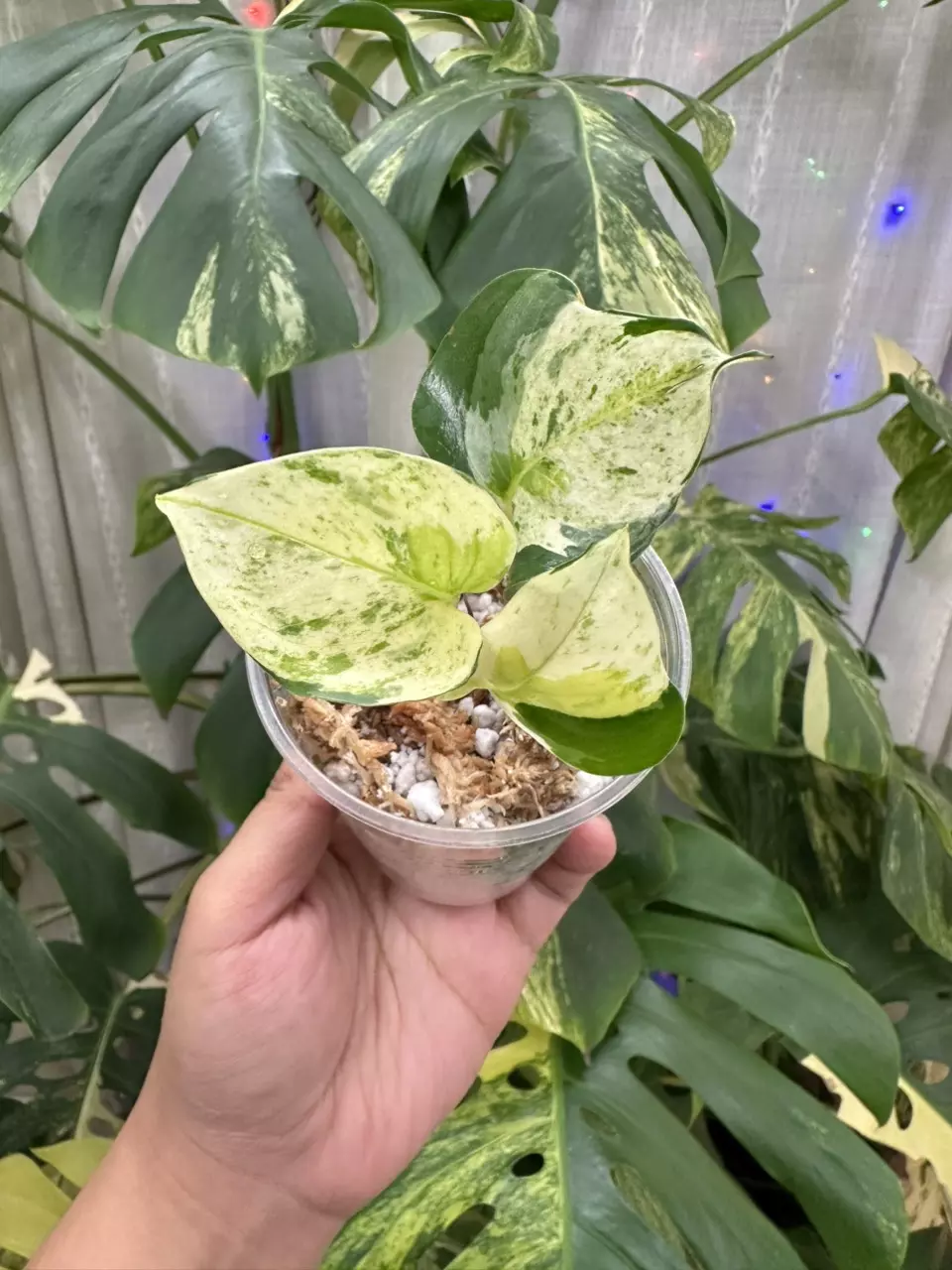 plant/Japanese Global Pothos 1114-0