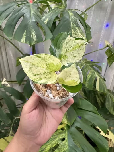 plant/Japanese Global Pothos 1114-0-thumbnail