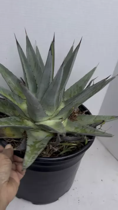 plant/Agave Pumila-8-thumbnail