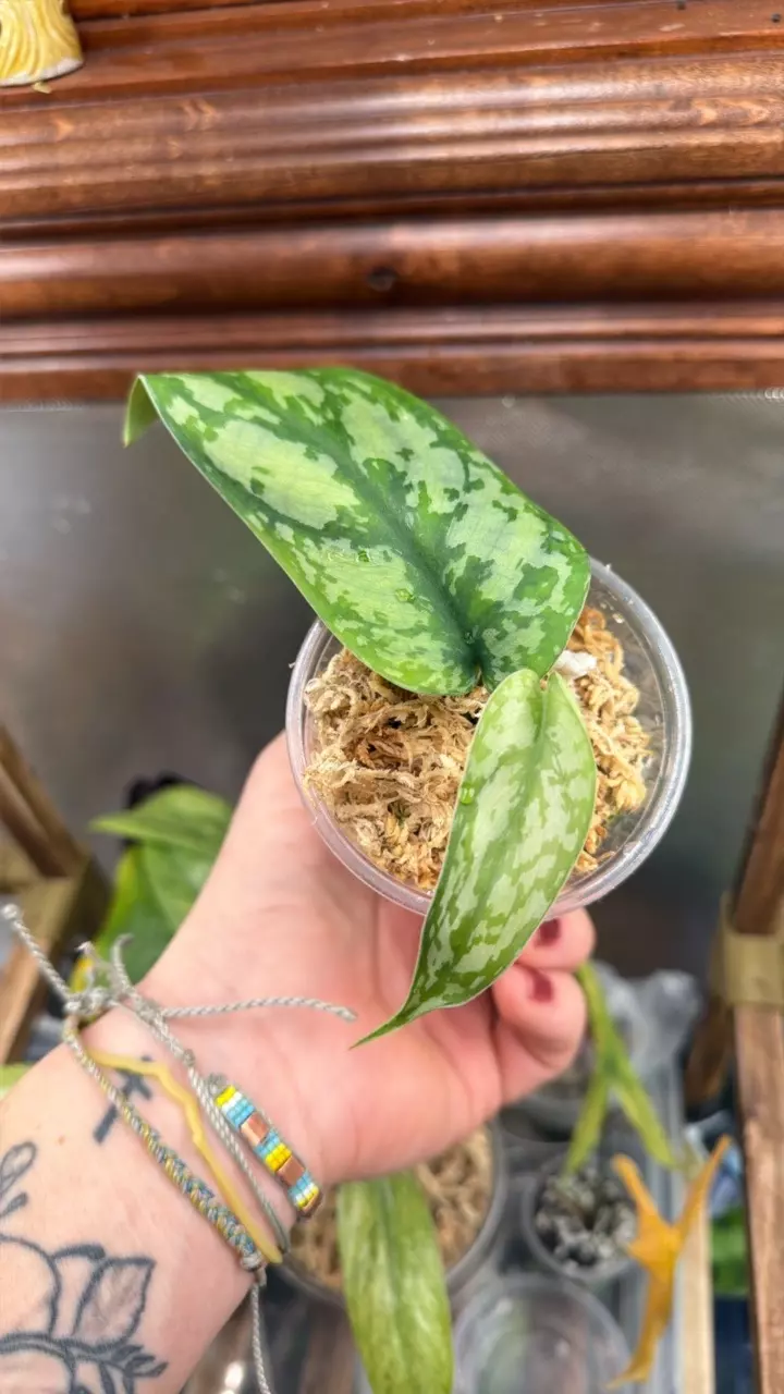 plant/Scindapsus Lakambini-1