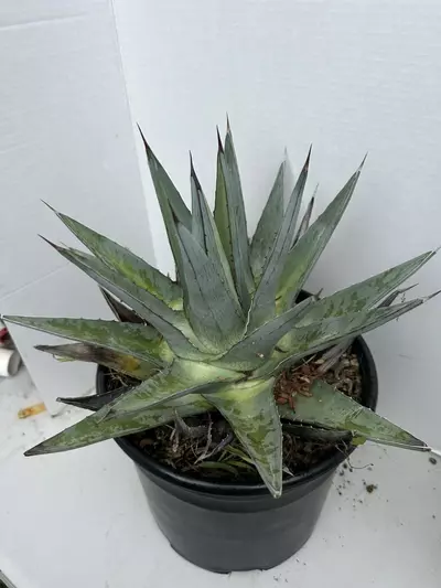 plant/Agave Pumila-2-thumbnail