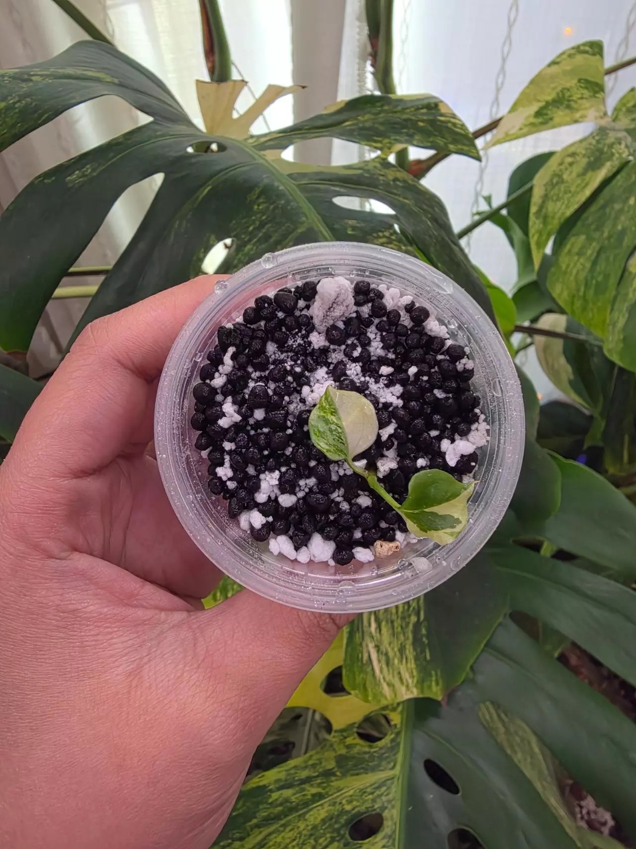 plant/Variegated anthurium ace of spade. Semi-rooted. Clone. Chonk grown. (Not tc)1100-1