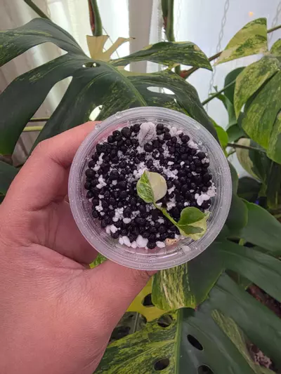 plant/Variegated anthurium ace of spade. Semi-rooted. Clone. Chonk grown. (Not tc)1100-1-thumbnail