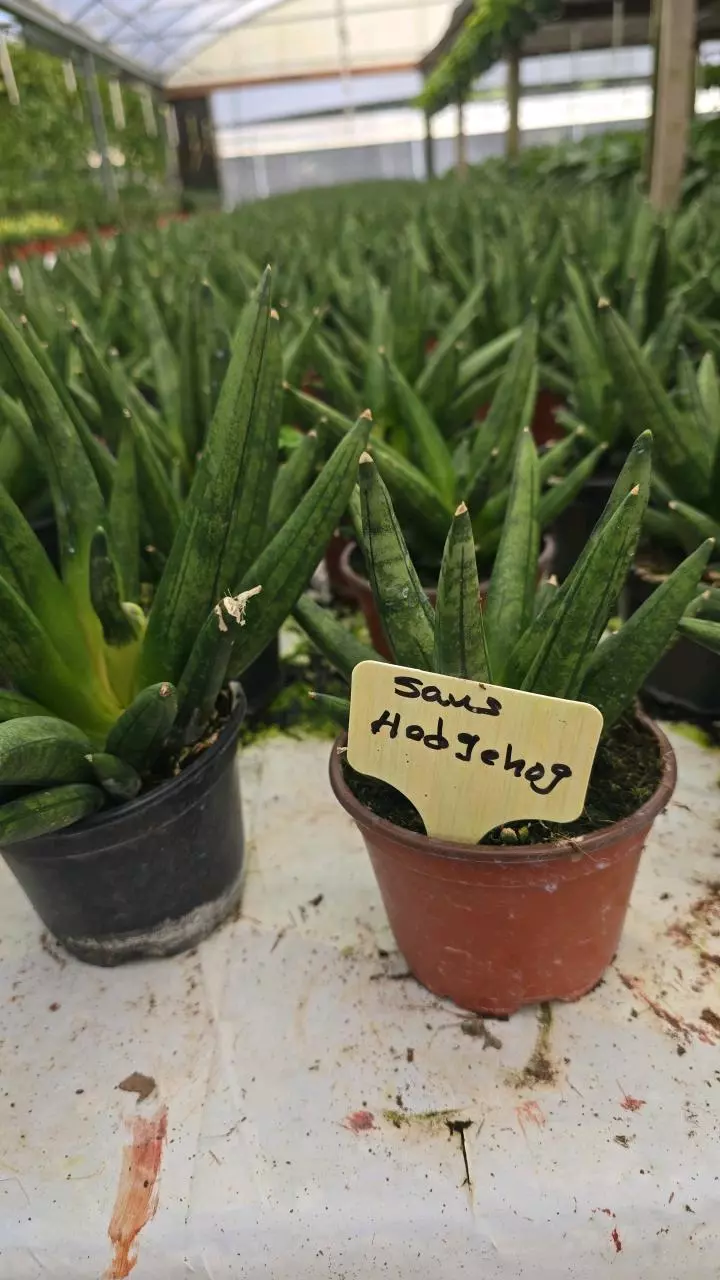 plant/Sansevieria Hedgehog 4in GC-0