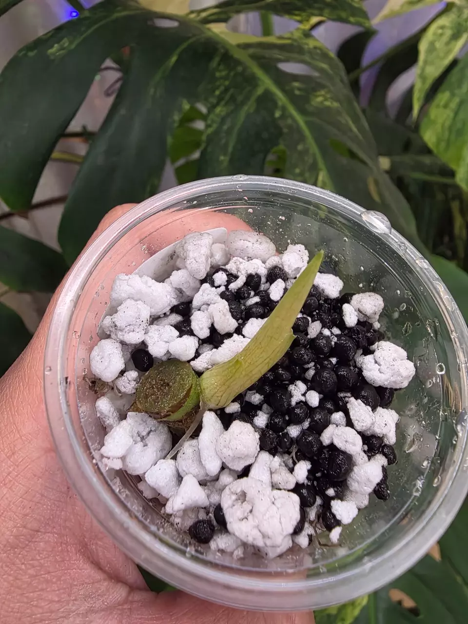 plant/Variegated Alocasia pink watsoniana Chonk. Sprouting. Rooted. 1111-1