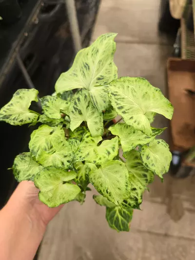 plant/Syngonium Batik 4in GC-0-thumbnail