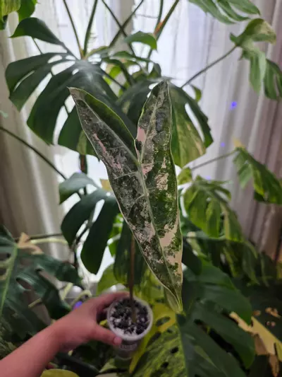 plant/🦄 variegated alocasia pink denudata. Chonk grown. (Not tc) 1089-0-thumbnail