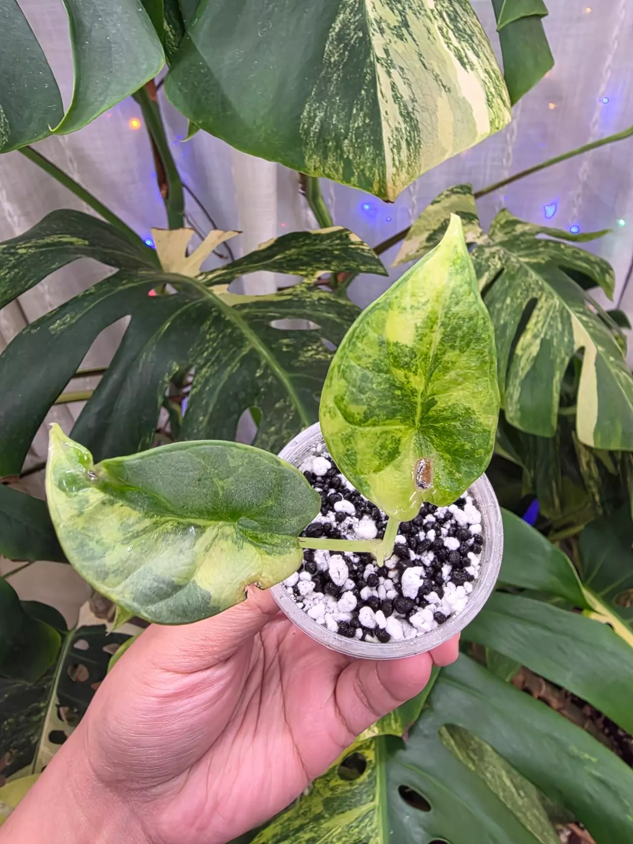 plant/Variegated alocasia aurea silver dragon. Chonk grown. (Not tc) 1109-0