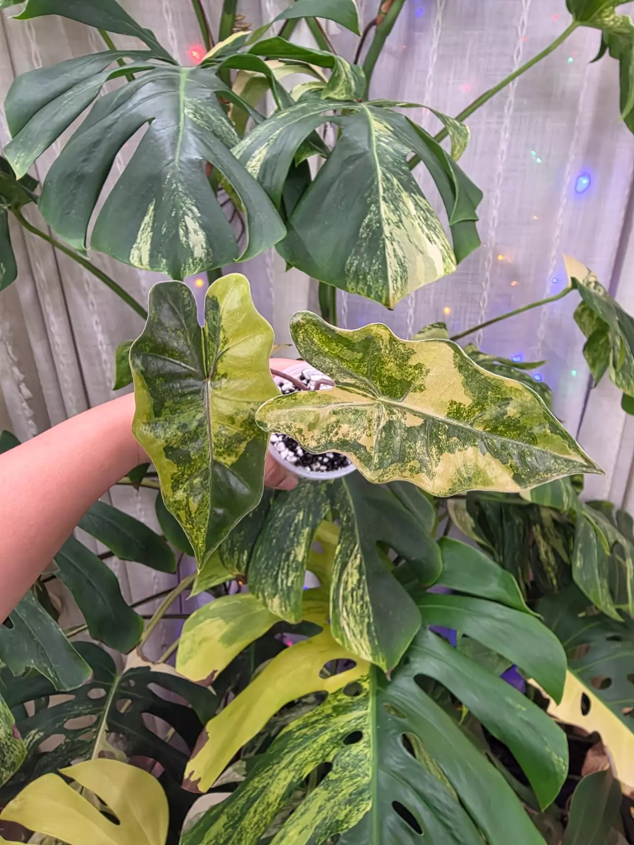 plant/Variegated alocasia aurea pseudo sanderiana. Corm grown.1117-1