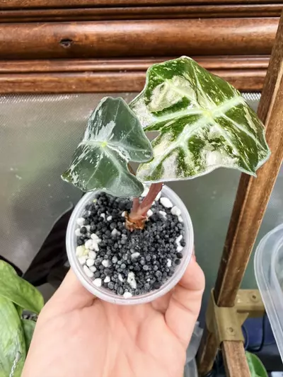 plant/Alocasia Polly Pink snow var✨-3-thumbnail