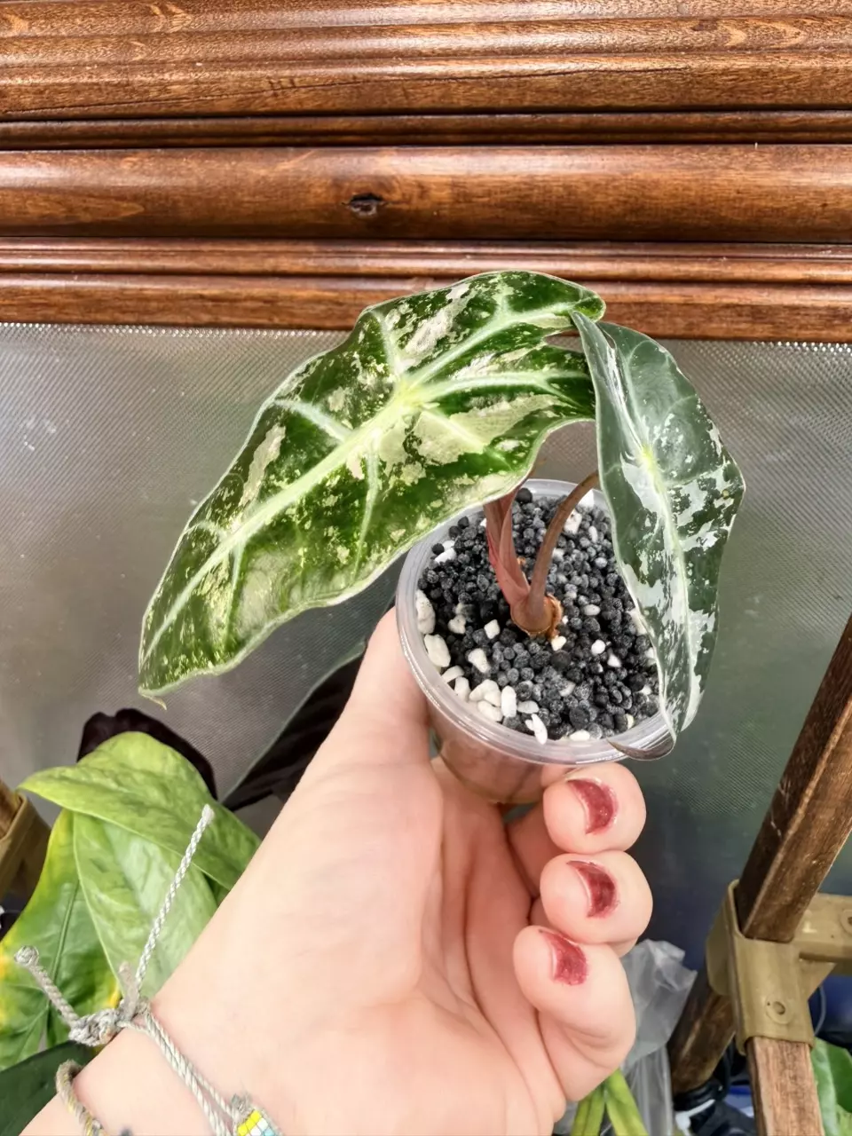 plant/Alocasia Polly Pink snow var✨-1