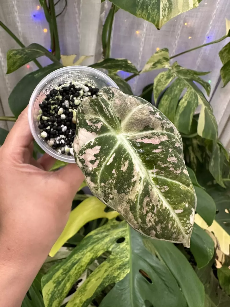 plant/Variegated Alocasia pink black velvet pup. (Not tc) Chonk grown. (1116)-0