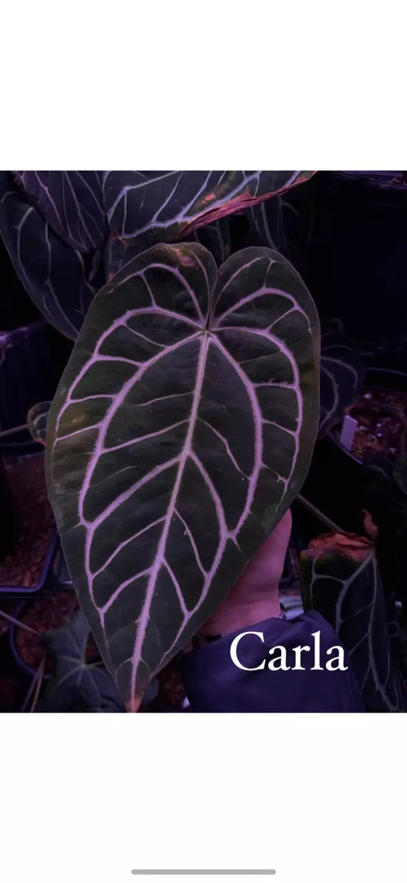 plant/(Pap RA 8x16) x Carla RA 18-3