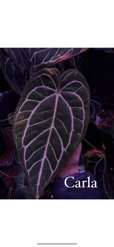 plant/(Pap RA 8x16) x Carla RA 18-3-thumbnail