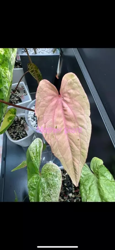 plant/Variegated anthurium dark phoenix Semi-rooted. Clone.chonk grown. (Not tc) 1105-0-thumbnail