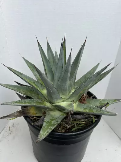 plant/Agave Pumila-1-thumbnail