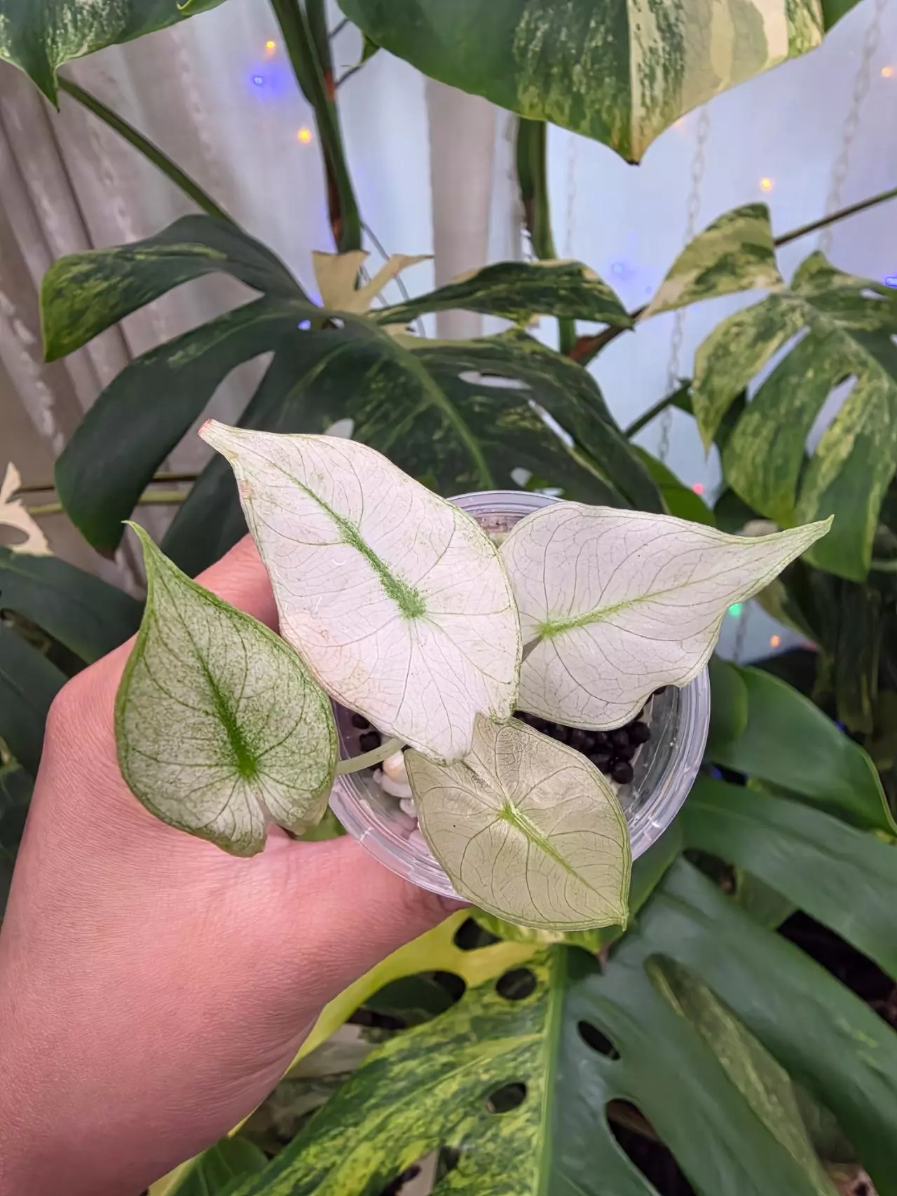 plant/Variegated alocasia mint pink dragon pup. Chonk grown.(Not tc)1106-2