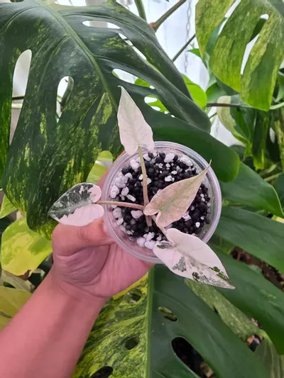 plant/🦄 variegated alocasia pink de beers blu pup. Chonk grown. (Not tc) 1090-0-thumbnail