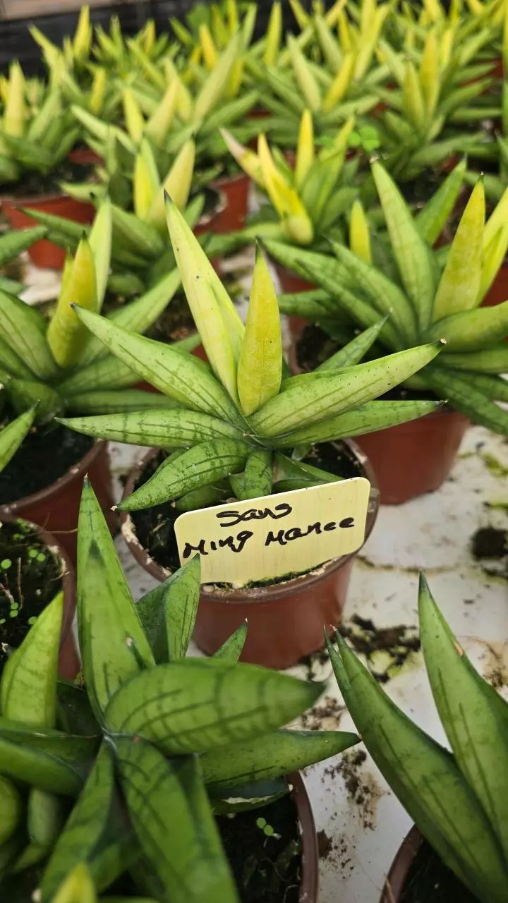 plant/Sansevieria Ming Manee 4in GC-0