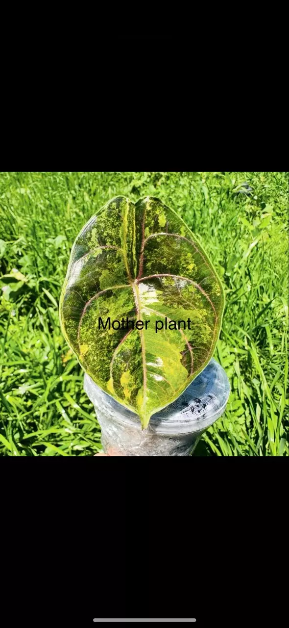 plant/Variegated Alocasia Aurea Azlanii corm. Variegation not guaranteed 1084-0