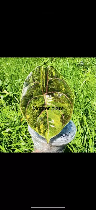 plant/Variegated Alocasia Aurea Azlanii corm. Variegation not guaranteed 1084-0-thumbnail