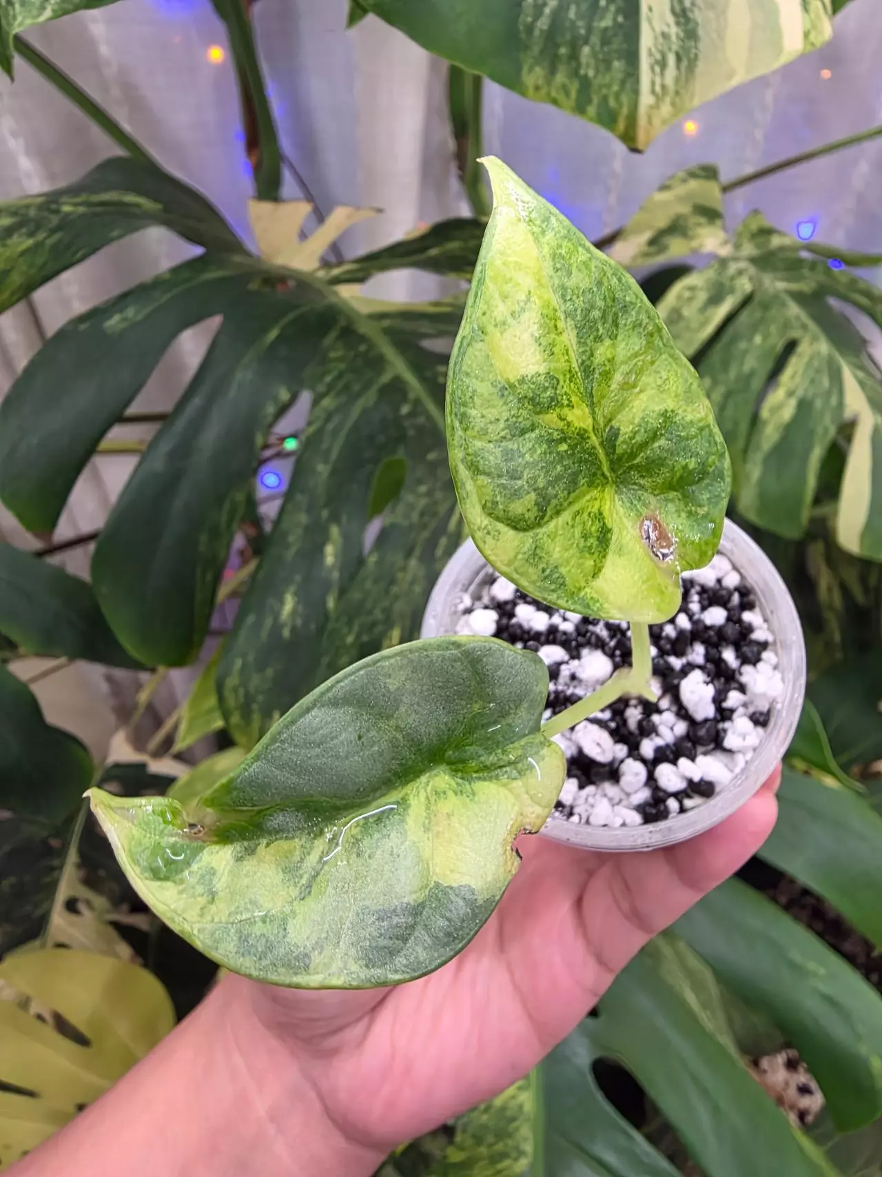 plant/Variegated alocasia aurea silver dragon. Chonk grown. (Not tc) 1109-1