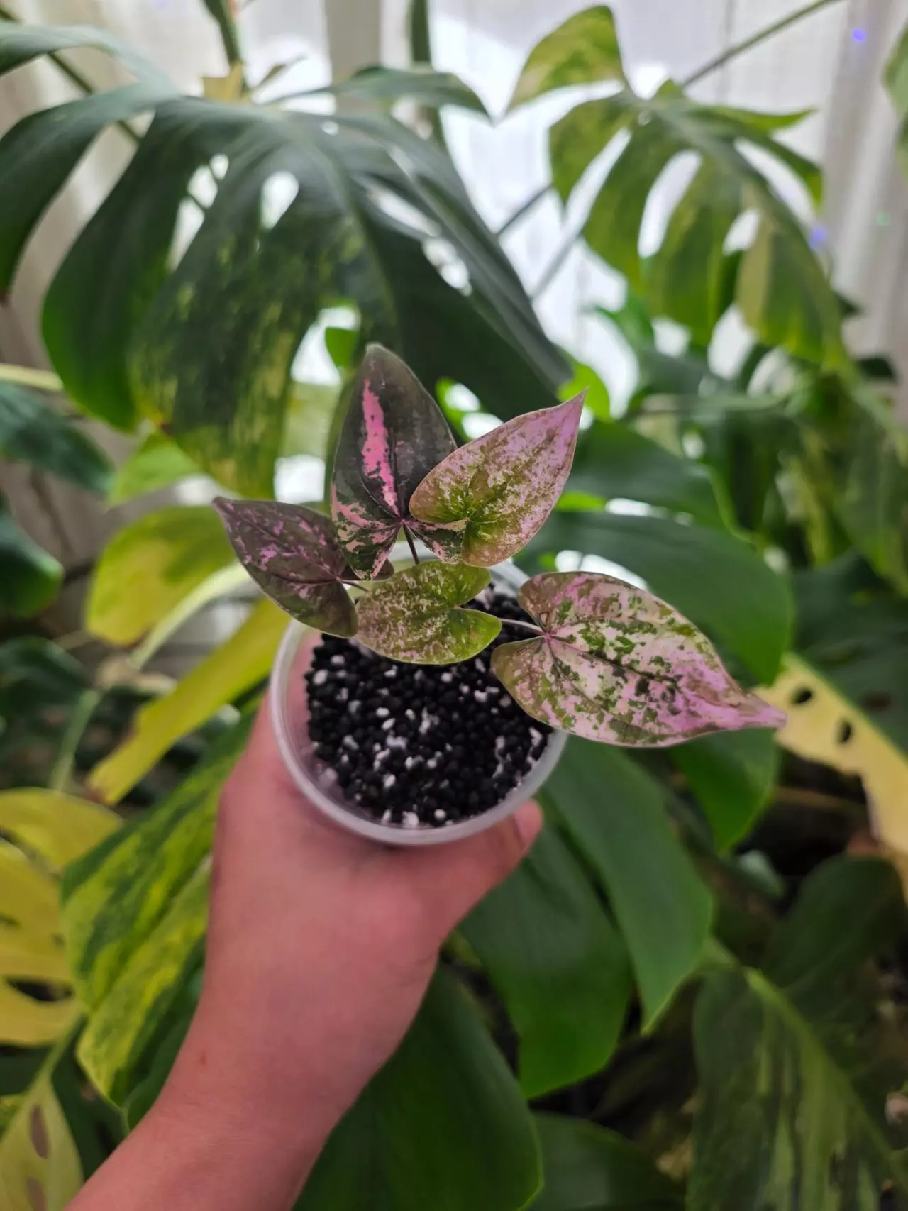 plant/dioscorea discolor pink pixel. 1087-0