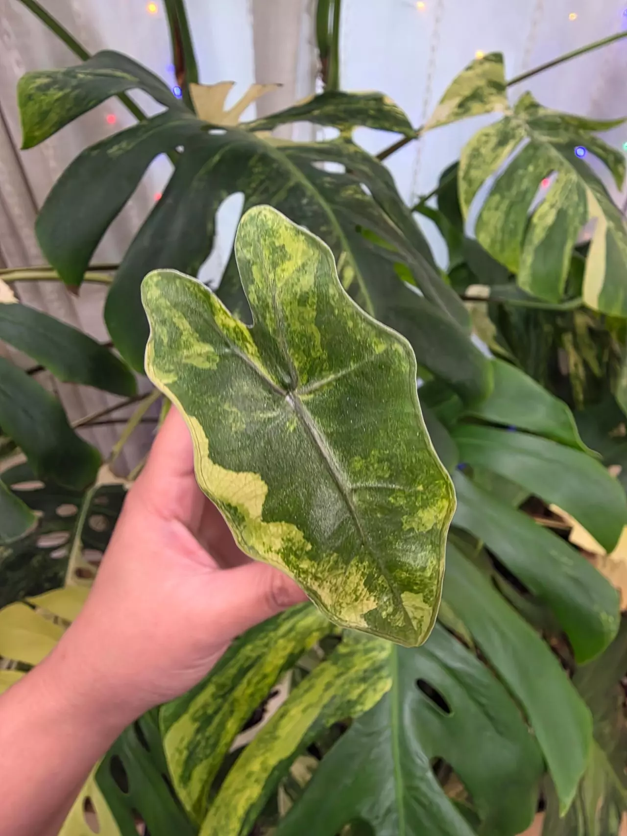 plant/Variegated alocasia aurea pseudo sanderiana pup.corm grown.(Not tc) 1107-0