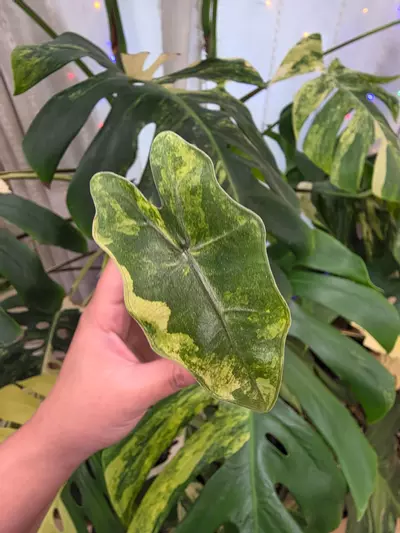 plant/Variegated alocasia aurea pseudo sanderiana pup.corm grown.(Not tc) 1107-0-thumbnail