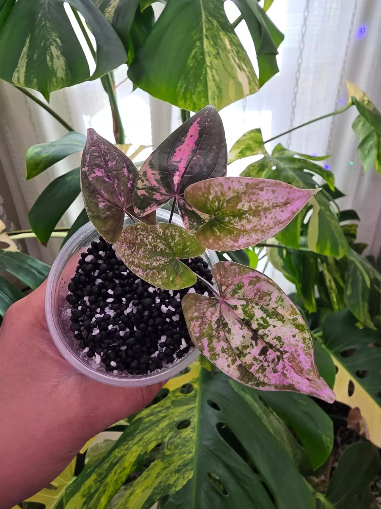 plant/dioscorea discolor pink pixel. 1087-1