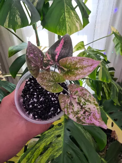 plant/dioscorea discolor pink pixel. 1087-1-thumbnail