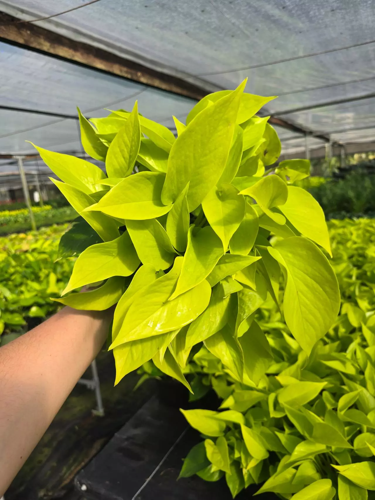 plant/Epipremnum pothos hot yellow 6in GC-0