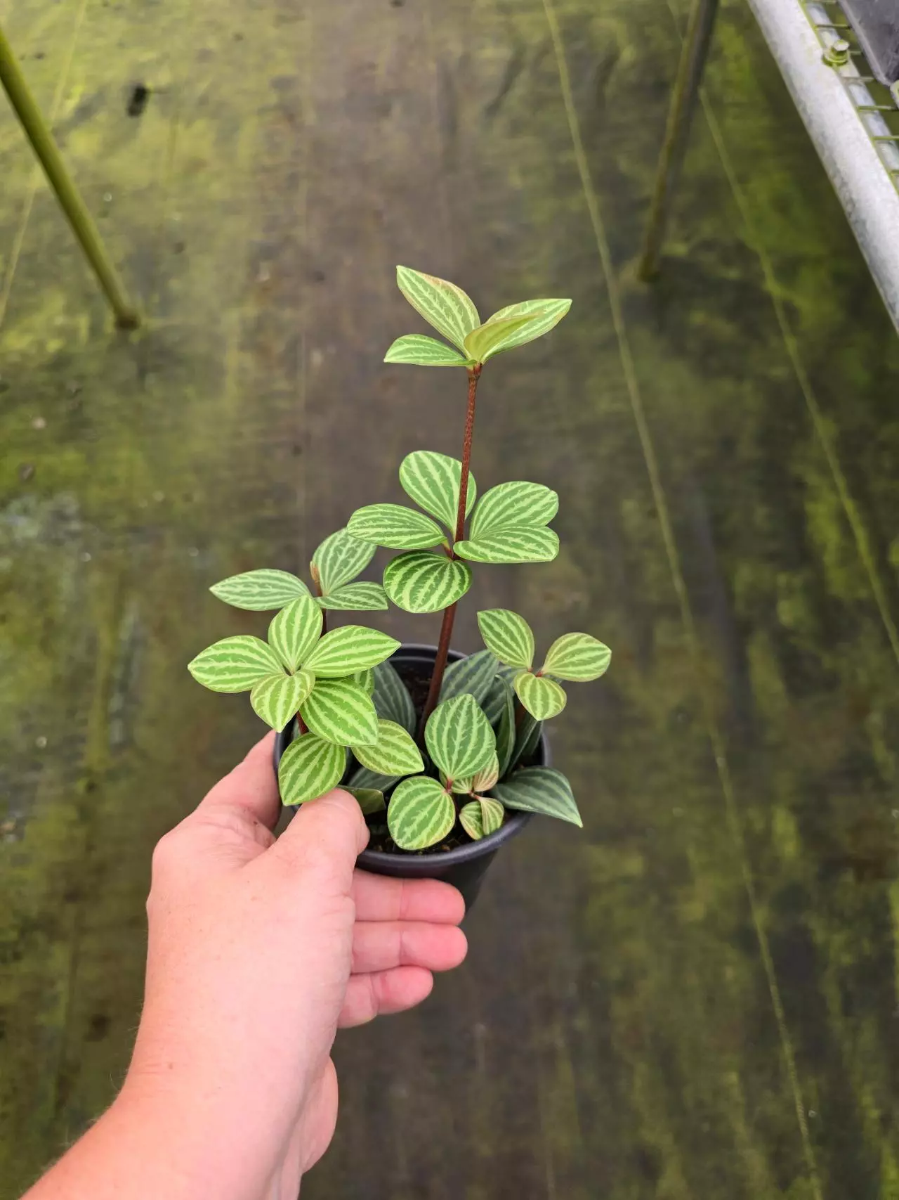 plant/Peperomia puteolata 4in GC-1