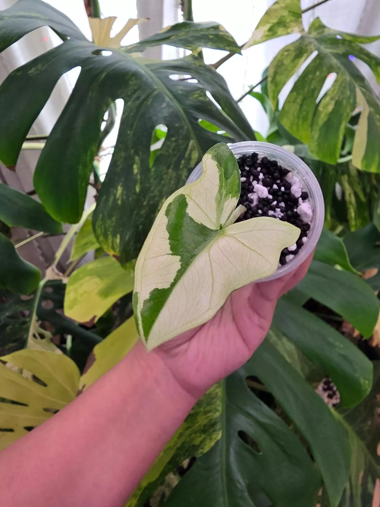 plant/Variegated alocasia albo batwing. Chonk grown. (Not tc) 1091-0