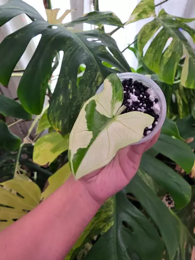 plant/Variegated alocasia albo batwing. Chonk grown. (Not tc) 1091-0-thumbnail