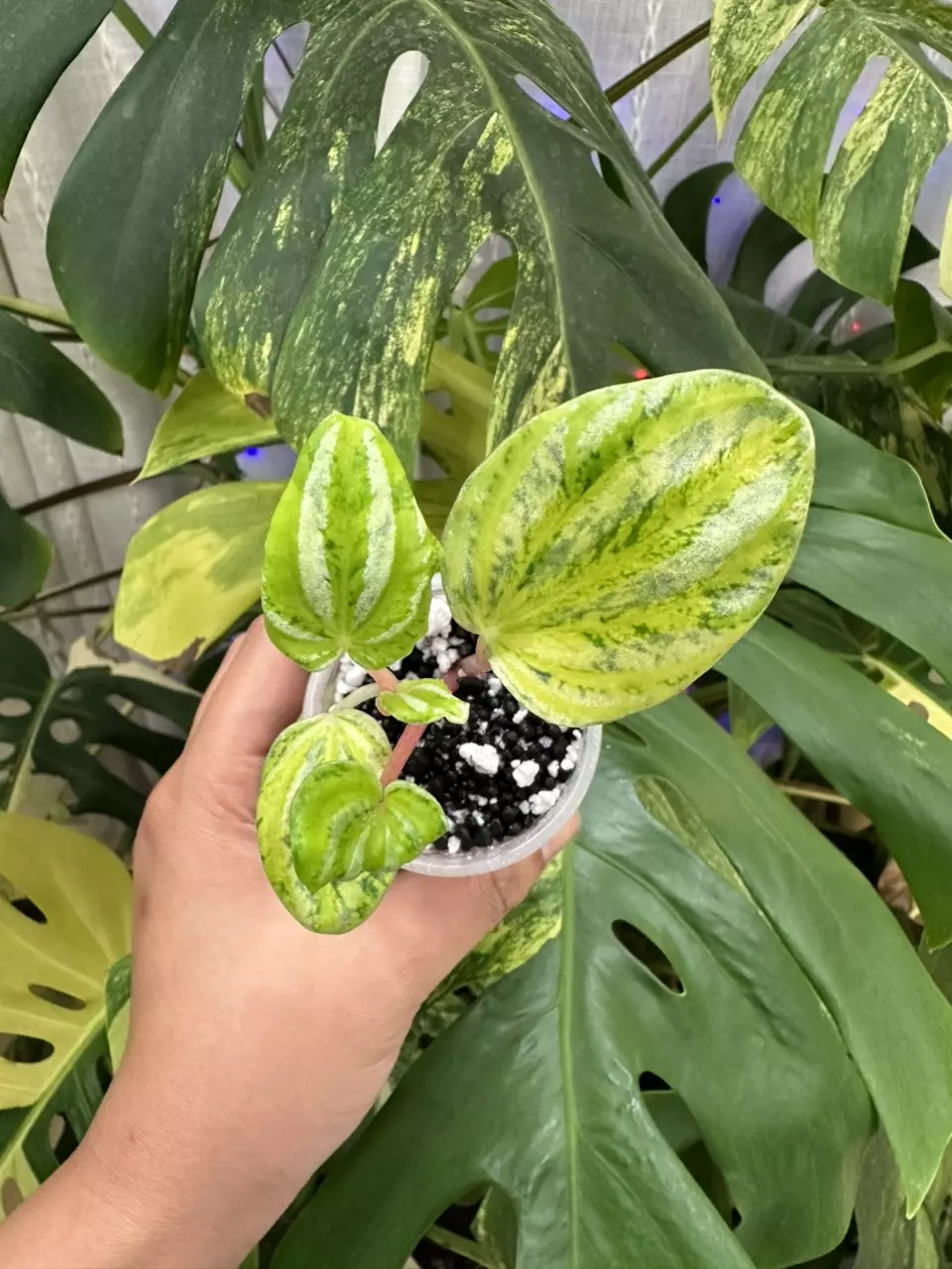 plant/Variegated Aurea Peperomia Watermelon pup 1115-0