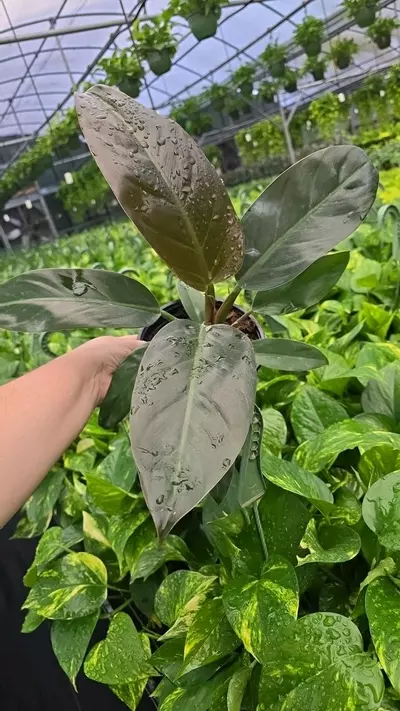 plant/Philodendron brown-0-thumbnail