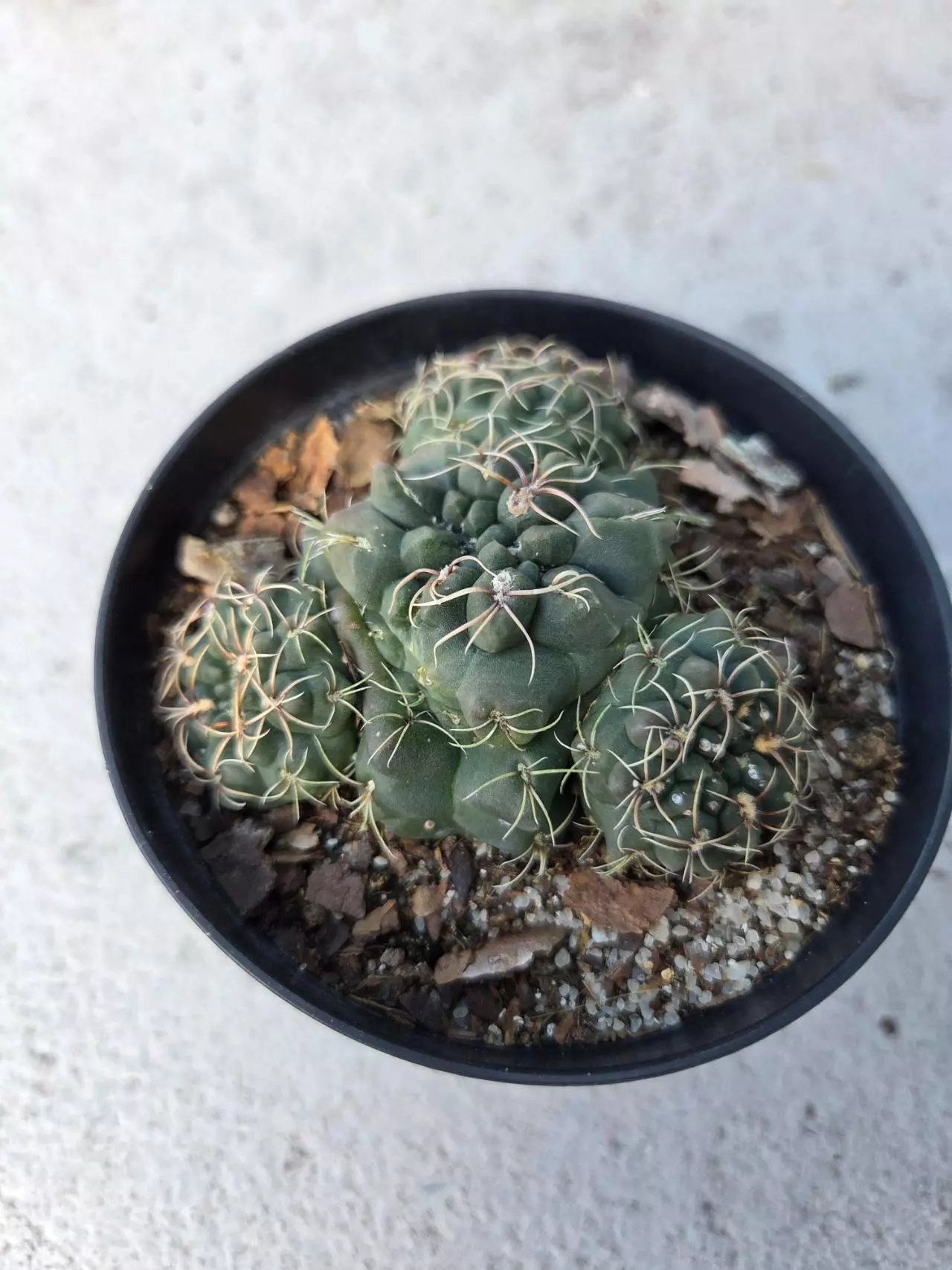 plant/Gymnocalycium monstrose cluster-1