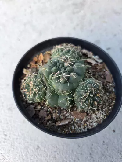 plant/Gymnocalycium monstrose cluster-1-thumbnail