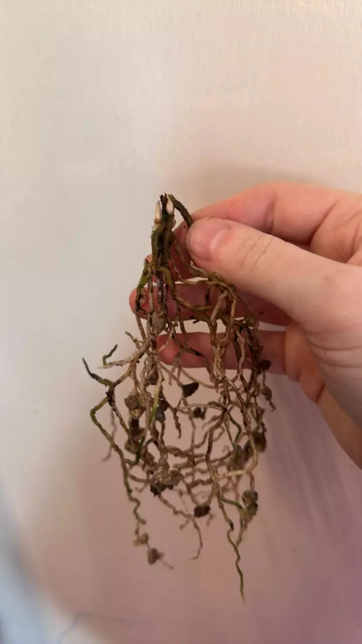 plant/Anthurium RLFS bottom cut-0