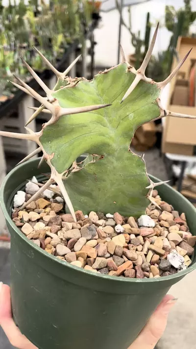 plant/Variegated Euphorbia grandicornis-4-thumbnail