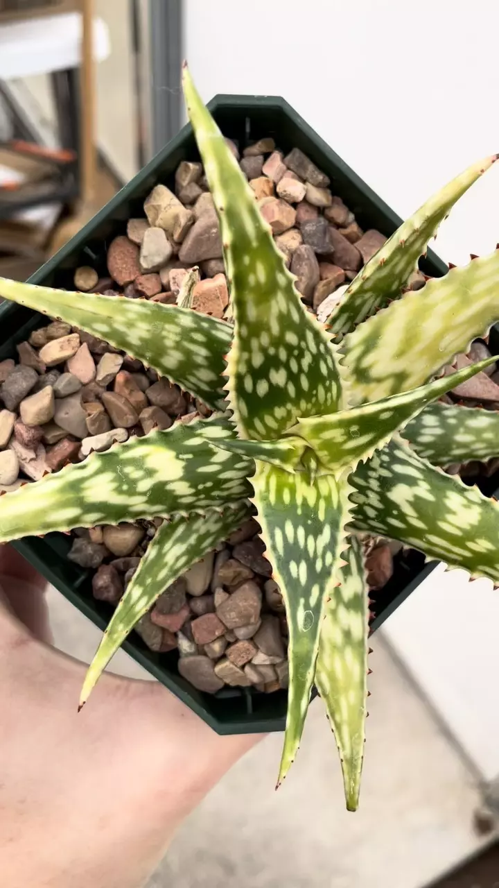 plant/Variegated Aloe mcloughlinii-1