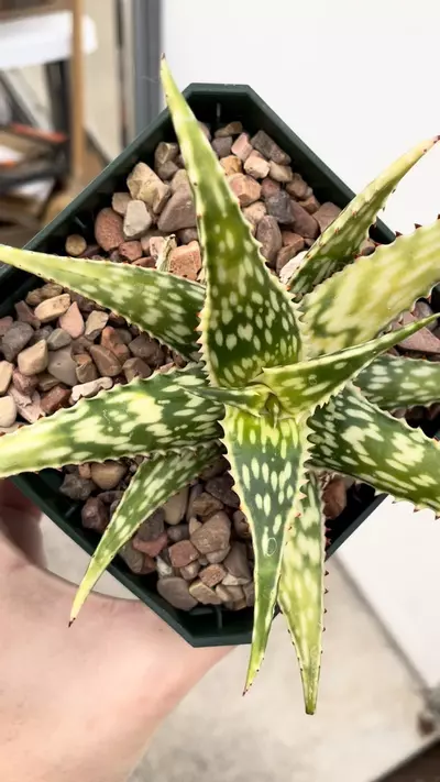 plant/Variegated Aloe mcloughlinii-1-thumbnail